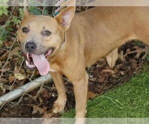 American Staffordshire Terrier-Unknown Mix Dogs for adoption in Tallahassee, FL, USA