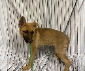 German Shepherd Dog Dogs for adoption in Modesto, CA, USA