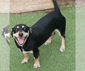 Chipin Dogs for adoption in Carrollton, TX, USA