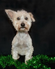 Miniature Schnauzer-Unknown Mix Dogs for adoption in Abilene, TX, USA