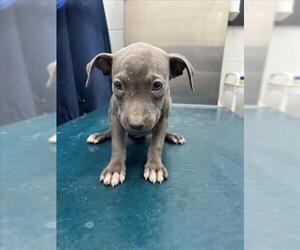 Labrador Retriever-Unknown Mix Dogs for adoption in Mobile, AL, USA