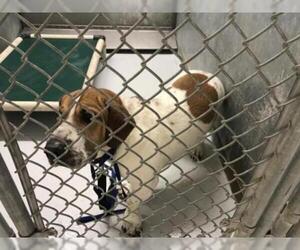 Ba-Shar Dogs for adoption in Conroe, TX, USA