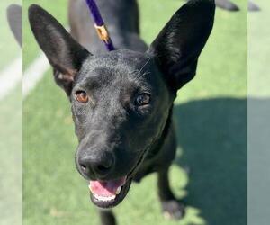 Mutt Dogs for adoption in San Diego, CA, USA