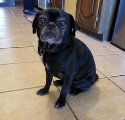 Pug Dogs for adoption in Forreston, TX, USA