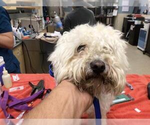 Poodle (Miniature) Dogs for adoption in Riverside, CA, USA