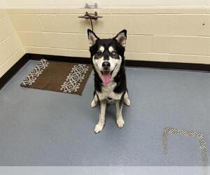 Siberian Husky Dogs for adoption in Denver, CO, USA