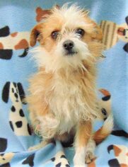 Medium Photo #1 Mutt Puppy For Sale in Olalla, WA, USA