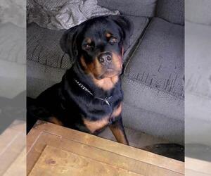 Rottweiler Dogs for adoption in Akron, OH, USA