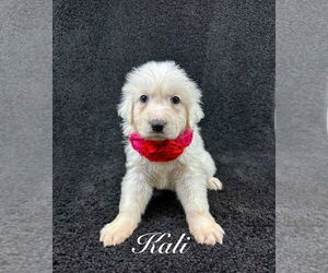 Great Pyrenees-Unknown Mix Dogs for adoption in Grafton, WI, USA