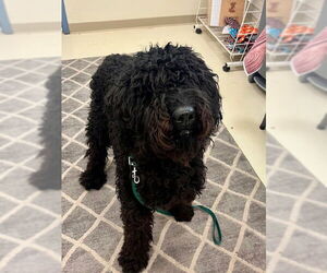 Labradoodle Dogs for adoption in Webster, WI, USA