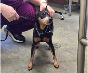 Italian Greyhound-Miniature Pinscher Mix Dogs for adoption in Princeton, MN, USA