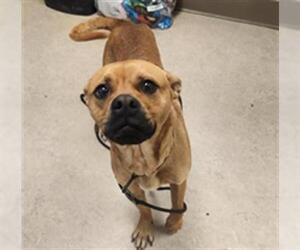 American Pit Bull Terrier-Unknown Mix Dogs for adoption in Saginaw, MI, USA