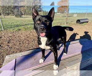 American Pit Bull Terrier-Unknown Mix Dogs for adoption in McKinleyville, CA, USA