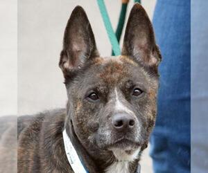 American Staffordshire Terrier-Unknown Mix Dogs for adoption in Huntley, IL, USA