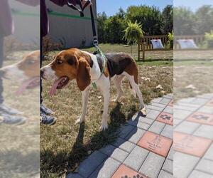 English Foxhound Dogs for adoption in Pierceton , IN, USA