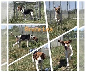 English Foxhound Dogs for adoption in Pierceton , IN, USA
