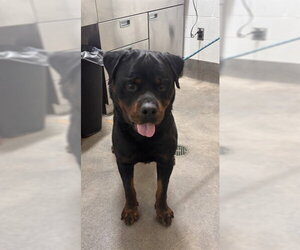 Rottweiler Dogs for adoption in Forestville, MD, USA