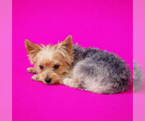 Mutt Dogs for adoption in Allentown,, PA, USA