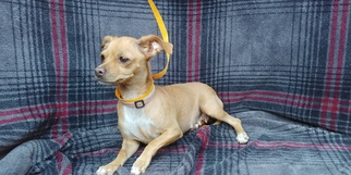 Chiweenie Dogs for adoption in Saugatuck, MI, USA