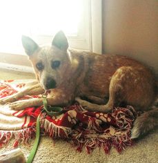 Mutt Dogs for adoption in Creston, OH, USA