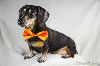 Mutt Dogs for adoption in Santa Rosa, CA, USA