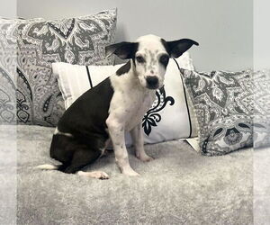 Rat-Cha Dogs for adoption in Pryor, OK, USA