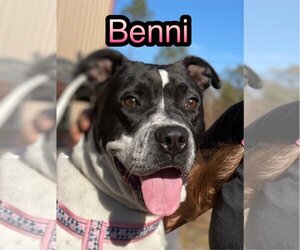 Bulldog-Unknown Mix Dogs for adoption in Tarrytown, GA, USA