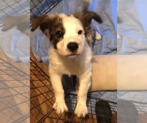 Brittany-Spaniel Mix Dogs for adoption in Grafton, WI, USA