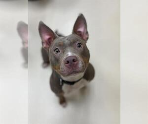 American Pit Bull Terrier-Unknown Mix Dogs for adoption in Center Township, PA, USA