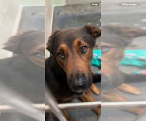 German Shepherd Dog-Unknown Mix Dogs for adoption in Upland, CA, USA