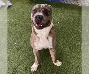 Catahoula Leopard Dog-Unknown Mix Dogs for adoption in Tavares, FL, USA