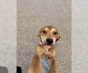 Shepradors Dogs for adoption in Boston, MA, USA