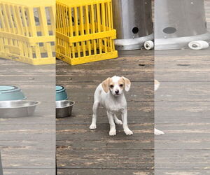 Beagle-Unknown Mix Dogs for adoption in Tampa, FL, USA