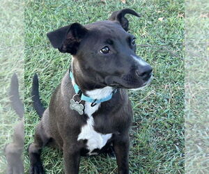 Mountain Cur-Unknown Mix Dogs for adoption in Boston, MA, USA