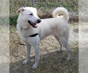 Mutt Dogs for adoption in Whitewright, TX, USA
