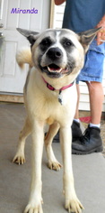Akita Dogs for adoption in Oskaloosa, IA, USA