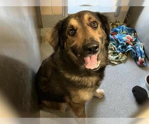 Anatolian Shepherd-Unknown Mix Dogs for adoption in Orange, CA, USA