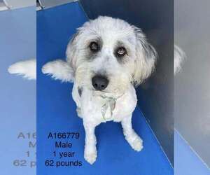 Poodle (Standard)-Unknown Mix Dogs for adoption in Calgary, Alberta, Canada