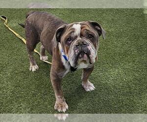 Bulldog-Unknown Mix Dogs for adoption in Las Vegas, NV, USA