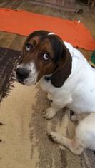 Medium Photo #1 Basset Hound-Unknown Mix Puppy For Sale in Columbus, OH, USA