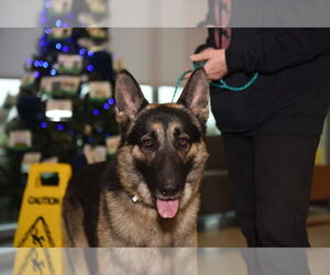 German Shepherd Dog Dogs for adoption in Modesto, CA, USA