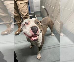 American Pit Bull Terrier Dogs for adoption in Baytown, TX, USA