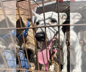 Labrador Retriever-Unknown Mix Dogs for adoption in Houston, TX, USA
