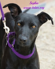 Greyhound Dogs for adoption in Cheyenne, WY, USA