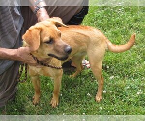 Black Mouth Cur-Labrador Retriever Mix Dogs for adoption in Grovertown, IN, USA