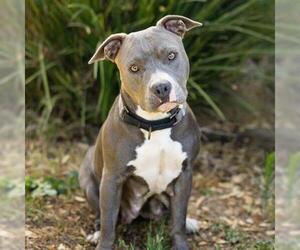 Mutt Dogs for adoption in Camarillo, CA, USA