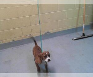 Beagle-Unknown Mix Dogs for adoption in Tulsa, OK, USA