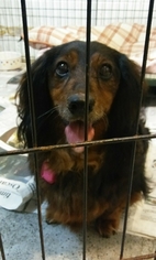 Dachshund Dogs for adoption in Mukwonago, WI, USA