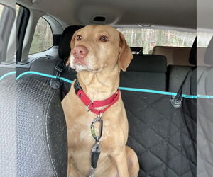 Labrador Retriever-Unknown Mix Dogs for adoption in Berlin, MD, USA