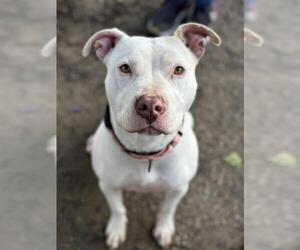 American Pit Bull Terrier Dogs for adoption in Santa Maria, CA, USA